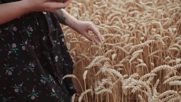 Девушка Пшеничном Поле Ходит Полю Куском Хлеба Прикасается Рукой Шипам — стоковое видео