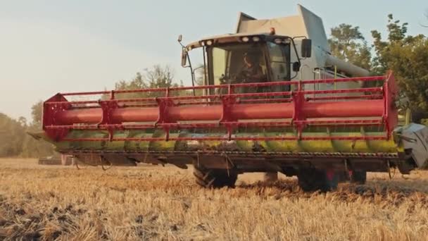 Oogstmachine Oogst Tarwe Oogsten Landbouwindustrie Zonsondergang Het Veld — Stockvideo