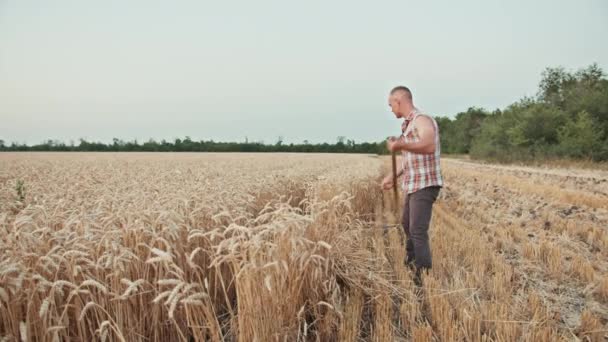 Chlap Farmář Seká Pšenici Poli — Stock video