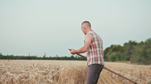 Bauer Mäht Den Weizen Auf Dem Feld — Stockvideo