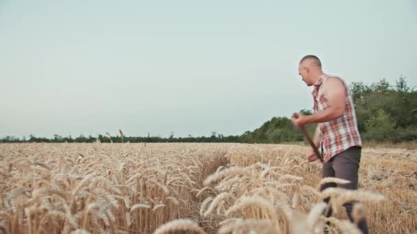 Erkek Çiftçi Tarlada Buğday Biçer — Stok video