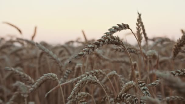 Närbild Ram Spikelets Vete Ett Fält Vid Solnedgången — Stockvideo