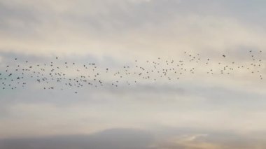 Gün batımında martı kuşu yavaş çekimde uçar.