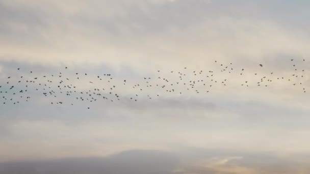 Γλάρος Πουλί Που Φέρουν Αργή Κίνηση Ηλιοβασίλεμα — Αρχείο Βίντεο