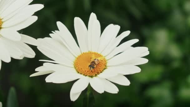 Μια Μέλισσα Συλλέγει Νέκταρ Χαμομήλι Χαμομήλι Ταλαντεύεται Στον Άνεμο — Αρχείο Βίντεο