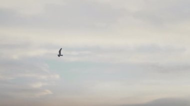 Gün batımında martı kuşu yavaş çekimde uçar.