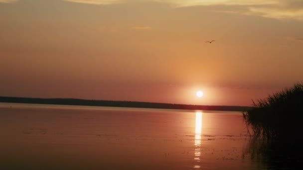 カモメ鳥は日没とスローモーションを飛んで — ストック動画