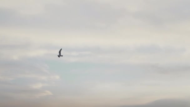 海鸥鸟在日落下慢动作 — 图库视频影像