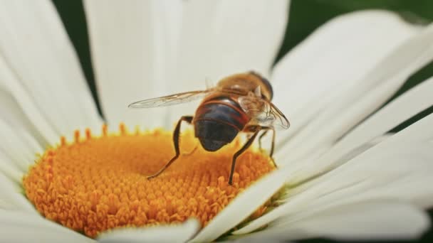Pszczoła Zbiera Nektar Rumianku Rumianek Kołysze Się Wietrze — Wideo stockowe