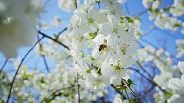 Медленное Движение Пчёл Опыляющих Розовые Вишни Весной — стоковое видео