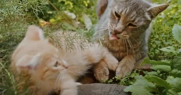 Adorable Playful Cat Plays Yard Mom Cat — ストック動画