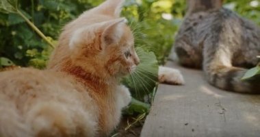 Sevimli ve oynak kedi anne kediyle bahçede oynuyor.