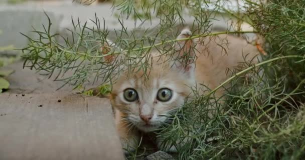 Adorable Playful Cat Plays Yard Mom Cat — Stockvideo