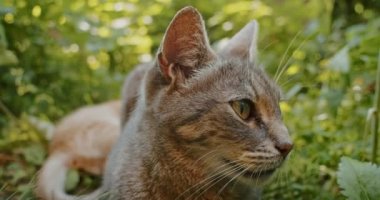 Sevimli ve oynak kedi anne kediyle bahçede oynuyor.