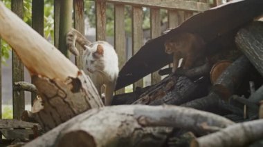 Sevimli ve oynak kedi anne kediyle bahçede oynuyor.