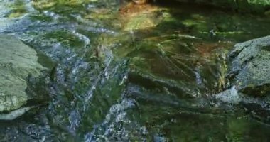 Dağlarda güzel bir şelale, selden dolayı, ağaçlar taştı. Güzel dere. Sel basmış ağaçlar. 4k 60 fps sinema.