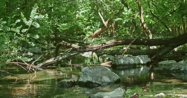 Una Hermosa Cascada Las Montañas Debido Inundación Los Árboles Inundaron — Vídeos de Stock