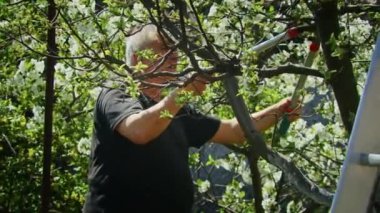 Çiftçi bahçedeki ağaçları keser. Tarım. Toplu çiftlikte tarımcı. İşçi çiftlikte çalışıyor. Tarım konsepti. İş Çiftliği.