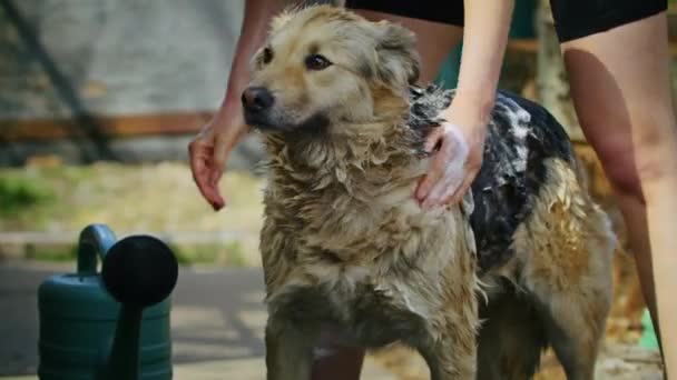 年轻快乐的女人在院子里给一条悲伤的狗洗澡 给一条悲伤的狗洗澡 清洁及动物 — 图库视频影像