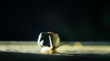 Vahşi doğa. Salyangoz asfaltta sürünür.