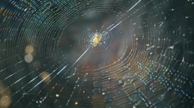 Ağdaki örümceğin yakın çekimi rüzgarda gelişiyor.