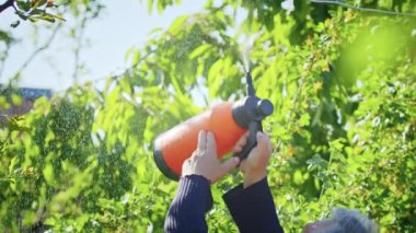 Çiftçi bahçedeki ağaçları ilaçlıyor. Tarım. Toplu çiftlikte tarımcı. İşçi çiftlikte çalışıyor. Tarım konsepti. İş Çiftliği, Bahar.