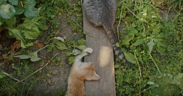 Uroczy Zabawny Kot Bawi Się Podwórku Mama Kot — Wideo stockowe