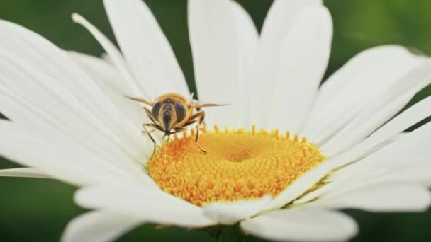 Пчела Собирает Нектар Ромашке Ромашка Раскачивается Ветру — стоковое видео