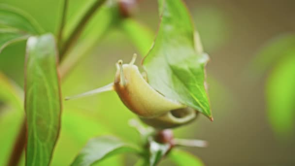 Naturaleza Salvaje Caracol Arrastra Sobre Una Flor — Vídeos de Stock