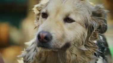 Genç, neşeli bir kadın bahçede üzgün bir köpeği yıkıyor. Üzgün bir köpeği yıkıyor. Temizlik ve hayvanlar