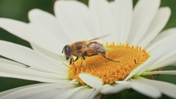 Пчела Собирает Нектар Ромашке Ромашка Раскачивается Ветру — стоковое видео