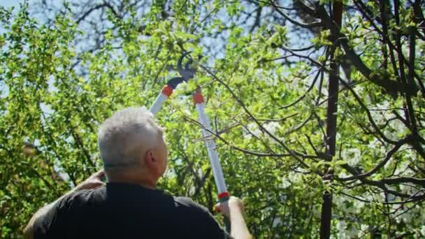 农夫在花园里砍树 集体农庄的农艺学家 这个工人在农场工作 农业概念 商业农场 — 图库视频影像