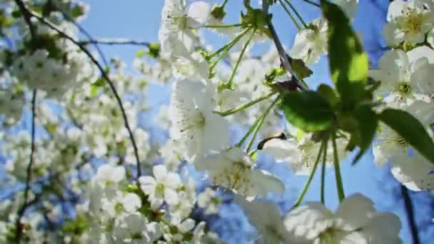 Медленное Движение Пчёл Опыляющих Розовые Вишни Весной — стоковое видео