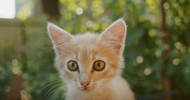 Sevimli ve oynak kedi anne kediyle bahçede oynuyor.