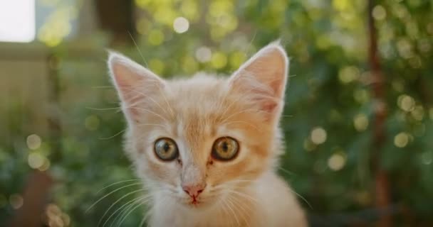 Adorable Playful Cat Plays Yard Mom Cat — Stock Video
