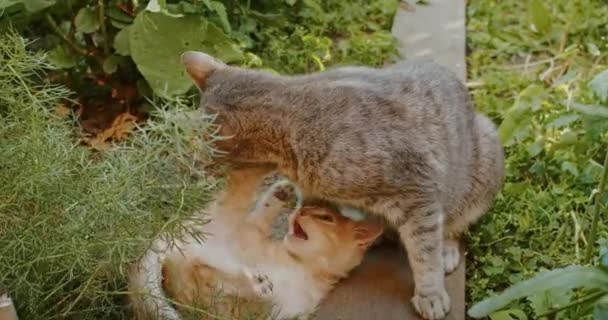Adorabile Giocoso Gatto Gioca Cortile Con Mamma Gatto — Video Stock