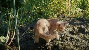 Küçük sevimli, meraklı Bengal kedicik. İçerideki bir wogardın aynasına bakıyor.