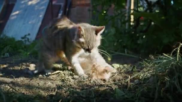 Kleine Niedliche Neugierige Bengal Kätzchen Schauen Den Spiegel Einer Wodrobe — Stockvideo