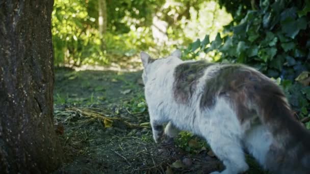 Pouco Bonito Gatinho Bengala Curioso Olhando Para Espelho Wodrobe Dentro — Vídeo de Stock