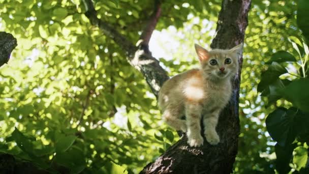 Маленький Милый Любопытный Котенок Смотрящий Зеркало Водяного Халата Помещении — стоковое видео