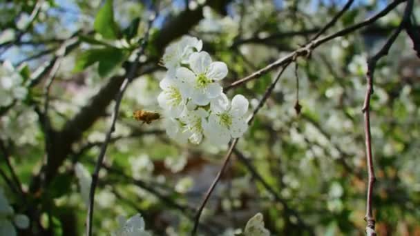 春天里蜜蜂为粉色樱花授粉的慢动作 — 图库视频影像