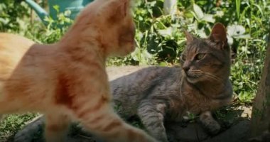 Küçük sevimli, meraklı Bengal kedicik. İçerideki bir wogardın aynasına bakıyor.