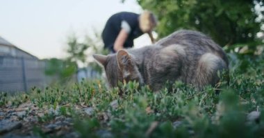 Küçük sevimli, meraklı Bengal kedicik. İçerideki bir wogardın aynasına bakıyor.