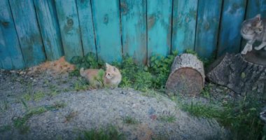 Küçük sevimli, meraklı Bengal kedicik. İçerideki bir wogardın aynasına bakıyor.