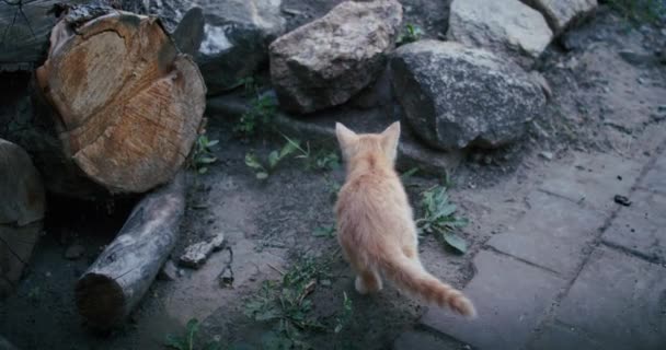 小可爱而好奇的胖猫 看着室内壁炉架上的镜子 — 图库视频影像