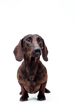 Şirin bir köpek oturuyor, düşünceli bir şekilde bir yerlere bakıyor ve beyaz arkaplanlı fotoğraf için poz veriyor (Dachshund)