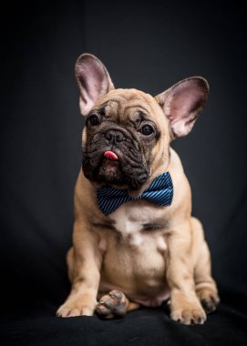  Mavi kravat takan, dilini uzatan ve siyah arka planlı fotoğraflara poz veren sevimli bir köpek yavrusu.