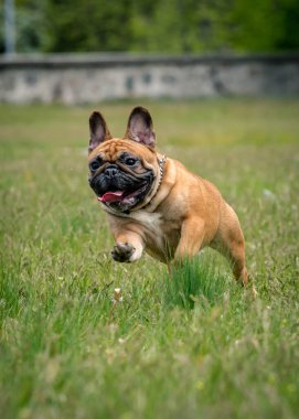 Şirin, kahverengi bir köpek etrafta dolanıyor ve fotoğraflara poz veriyor.