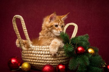 Noel ağacı dalları ve süslemelerle sepette oturan sevimli, kızıl bir kedi, başka bir yere bakıyor.