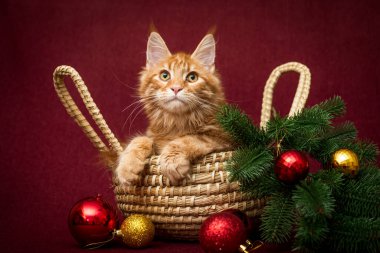 Noel ağacı dalları ve süslemelerle sepette oturan sevimli, kızıl bir kedi.